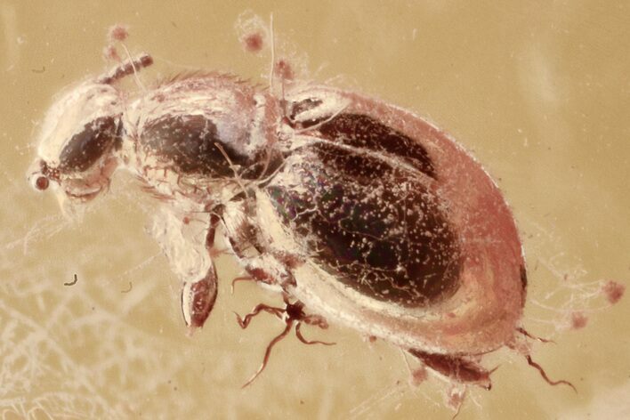 Fossil Ant-Like Stone Beetle (Scydmaeninae) in Baltic Amber #352705
